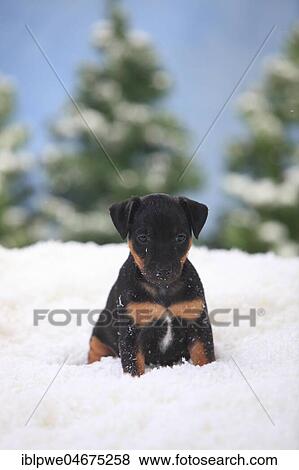 German hunting terrier, puppy, 6 weeks, sits in artificial snow, winterly View Large Photo Image Stock Photo - German hunting terrier, puppy, 6 weeks, sits in artificial snow, winterly. Fotosearch