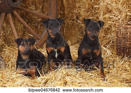 Stock Image - German hunting terriers, bitches sitting in straw. Fotosearch