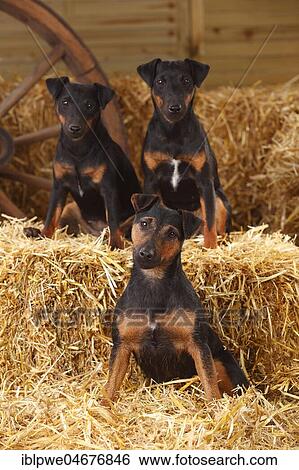 German hunting terriers, bitches sitting in straw View Large Photo Image Stock Photograph - German hunting terriers, bitches sitting in straw. Fotosearch