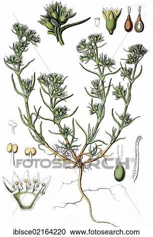 German knotweed, annual knawel (Scleranthus annuus), medicinal plant, crop plant, chromolithography, about 1870 View Large Photo Image Stock Image - German knotweed, annual knawel (Scleranthus annuus), medicinal plant, crop plant, chromolithography, about 1870. Fotosearch