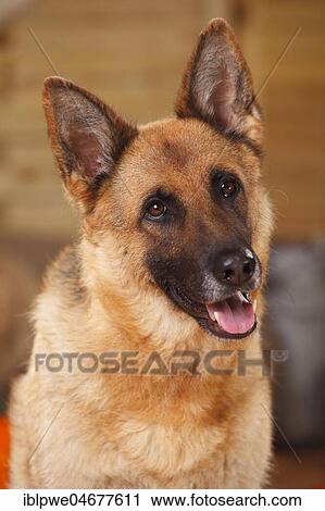 German shepherd dog, female View Large Photo Image Stock Image - German shepherd dog, female. Fotosearch