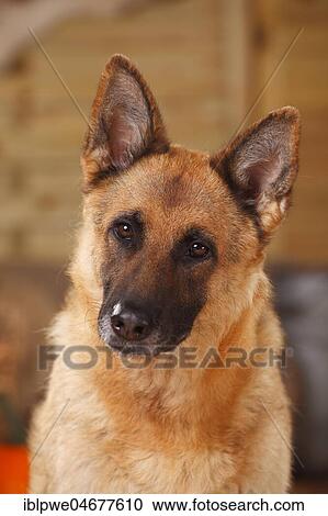 Stock Image - German shepherd, female, animal portrait. Fotosearch