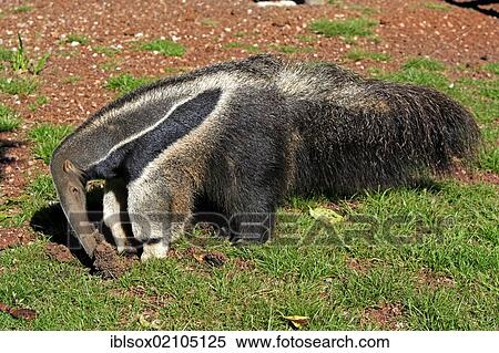 Giant Anteater (Myrmecophaga tridactyla), adult, feeding at a termite mound, Pantanal, Brazil, South America View Large Photo Image Stock Photography - Giant Anteater (Myrmecophaga tridactyla), adult, feeding at a termite mound, Pantanal, Brazil, South America. Fotosearch