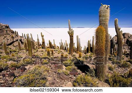 Picture - Giant Cardon Cacti (Echinopsis atacamensis) in front of a salt lake, Isla del Pescado, Incahuasi, Uyuni, Bolivia, South America. Fotosearch