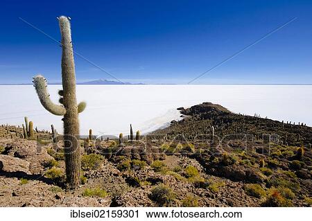Giant Cardon Cacti (Echinopsis atacamensis) in front of a salt lake, Isla del Pescado, Incahuasi, Uyuni, Bolivia, South America View Large Photo Image Stock Image - Giant Cardon Cacti (Echinopsis atacamensis) in front of a salt lake, Isla del Pescado, Incahuasi, Uyuni, Bolivia, South America. Fotosearch