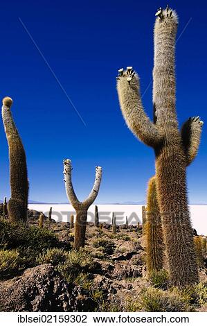 Stock Image - Giant Cardon Cacti (Echinopsis atacamensis) in front of a salt lake, Isla del Pescado, Incahuasi, Uyuni, Bolivia, South America. Fotosearch