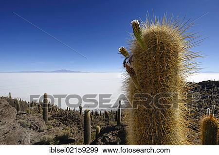Giant Cardon Cacti (Echinopsis atacamensis) in front of a salt lake, Isla del Pescado, Incahuasi, Uyuni, Bolivia, South America View Large Photo Image Stock Photo - Giant Cardon Cacti (Echinopsis atacamensis) in front of a salt lake, Isla del Pescado, Incahuasi, Uyuni, Bolivia, South America. Fotosearch