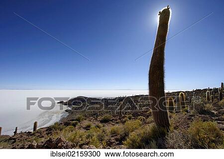 Giant Cardon Cactus (Echinopsis atacamensis) with backlighting, Isla del Pescado, Incahuasi, Uyuni, Bolivia, South America View Large Photo Image Stock Image - Giant Cardon Cactus (Echinopsis atacamensis) with backlighting, Isla del Pescado, Incahuasi, Uyuni, Bolivia, South America. Fotosearch