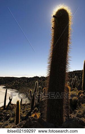 Stock Photo - Giant Cardon Cactus (Echinopsis atacamensis) with backlighting, Isla del Pescado, Incahuasi, Uyuni, Bolivia, South America. Fotosearch