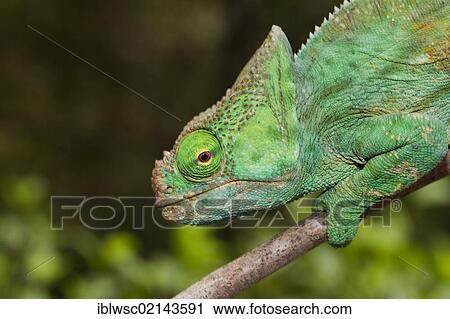 Stock Image - Giant Chameleon (Calumma parsonii), female, Madagascar, Africa. Fotosearch