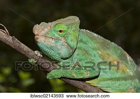 Stock Image - Giant Chameleon (Calumma parsonii), female, Madagascar, Africa. Fotosearch