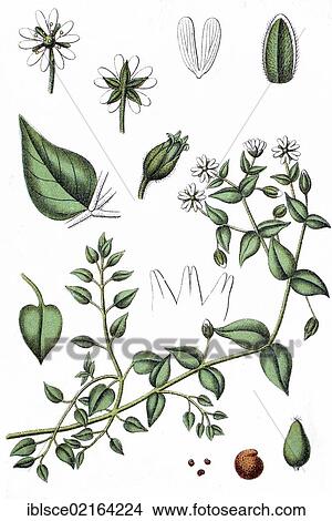 Giant chickweed (Alsine aquatica), medicinal plant, crop plant, chromolithography, about 1870 View Large Photo Image Picture - Giant chickweed (Alsine aquatica), medicinal plant, crop plant, chromolithography, about 1870. Fotosearch