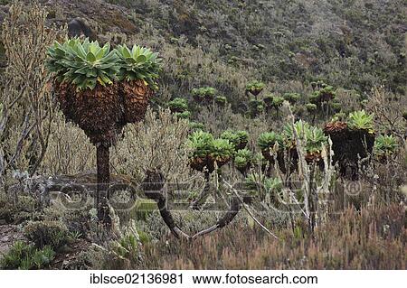 Giant Groundsel (Dendrosenecio kilimanjari), growth up to about 4500 m altitude on Mount Kilimanjaro, Tanzania, Africa View Large Photo Image Stock Image - Giant Groundsel (Dendrosenecio kilimanjari), growth up to about 4500 m altitude on Mount Kilimanjaro, Tanzania, Africa. Fotosearch