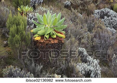 Giant Groundsel (Dendrosenecio kilimanjari), growth up to about 4500 m altitude on Mount Kilimanjaro, Tanzania, Africa View Large Photo Image Stock Image - Giant Groundsel (Dendrosenecio kilimanjari), growth up to about 4500 m altitude on Mount Kilimanjaro, Tanzania, Africa. Fotosearch