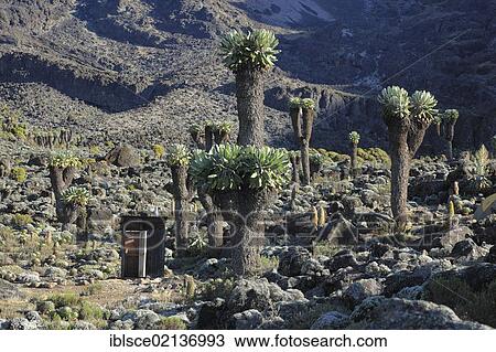 Giant Groundsel (Dendrosenecio kilimanjari), growth up to about 4500 m altitude on Mount Kilimanjaro, Tanzania, Africa View Large Photo Image Stock Image - Giant Groundsel (Dendrosenecio kilimanjari), growth up to about 4500 m altitude on Mount Kilimanjaro, Tanzania, Africa. Fotosearch
