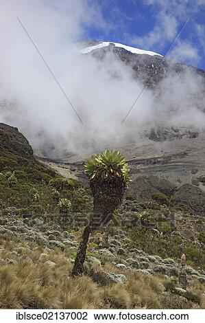 Giant Groundsel (Dendrosenecio kilimanjari), growth up to about 4500 m altitude on Mount Kilimanjaro, Tanzania, Africa View Large Photo Image Stock Image - Giant Groundsel (Dendrosenecio kilimanjari), growth up to about 4500 m altitude on Mount Kilimanjaro, Tanzania, Africa. Fotosearch