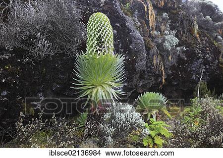 Giant Lobelia (Lobelia rhynchopetalum), growth up to about 4000 m altitude on Mount Kilimanjaro, Tanzania, Africa View Large Photo Image Picture - Giant Lobelia (Lobelia rhynchopetalum), growth up to about 4000 m altitude on Mount Kilimanjaro, Tanzania, Africa. Fotosearch