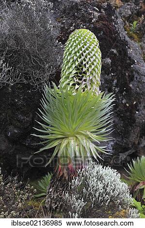Stock Photography - Giant Lobelia (Lobelia rhynchopetalum), growth up to about 4000 m altitude on Mount Kilimanjaro, Tanzania, Africa. Fotosearch