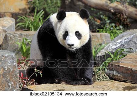 Picture - Giant Panda (Ailuropoda melanoleuca), adult, Adelaide Zoo, Adelaide, Australia, Oceania. Fotosearch