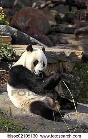 Stock Image - Giant Panda (Ailuropoda melanoleuca), adult, eating bamboo, Adelaide Zoo, Adelaide, Australia, Oceania. Fotosearch