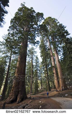 Giant Sequoias (Sequoiadendron giganteum), of Mariposa Grove, Yosemite National Park, Yosemite, California, USA, North America View Large Photo Image Stock Photo - Giant Sequoias (Sequoiadendron giganteum), of Mariposa Grove, Yosemite National Park, Yosemite, California, USA, North America. Fotosearch