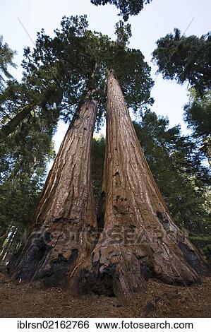 Stock Photograph - Giant Sequoias (Sequoiadendron giganteum), of Mariposa Grove, Yosemite National Park, Yosemite, California, USA, North America. Fotosearch
