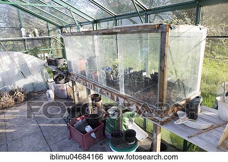 Glass cold frame with seedlings growing inside greenhouse View Large Photo Image Stock Photograph - Glass cold frame with seedlings growing inside greenhouse. Fotosearch