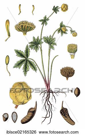 Globe Flower (Trollius europaeus), medicinal plant, useful plant, chromolithograph, circa 1790 View Large Photo Image Stock Photograph - Globe Flower (Trollius europaeus), medicinal plant, useful plant, chromolithograph, circa 1790. Fotosearch