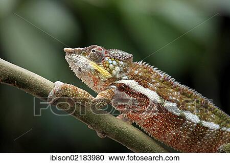 Globe-horned Chameleon (Calumma globifer), male, foraging, Madagascar, Africa View Large Photo Image Stock Image - Globe-horned Chameleon (Calumma globifer), male, foraging, Madagascar, Africa. Fotosearch