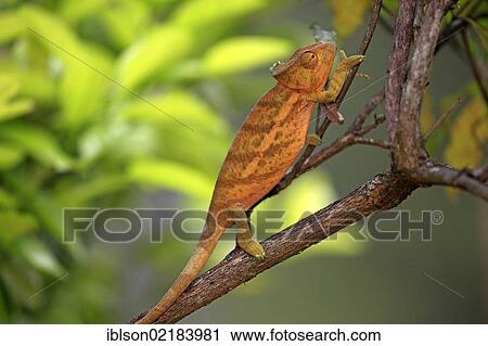 Globe-horned Chameleon (Calumma globifer), young, foraging, Madagascar, Africa View Large Photo Image Stock Image - Globe-horned Chameleon (Calumma globifer), young, foraging, Madagascar, Africa. Fotosearch