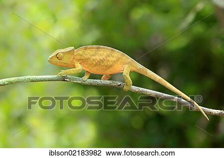 Globe-horned Chameleon (Calumma globifer), young, foraging, Madagascar, Africa View Large Photo Image Stock Image - Globe-horned Chameleon (Calumma globifer), young, foraging, Madagascar, Africa. Fotosearch