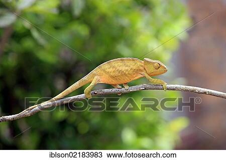 Globe-horned Chameleon (Calumma globifer), young, foraging, Madagascar, Africa View Large Photo Image Stock Image - Globe-horned Chameleon (Calumma globifer), young, foraging, Madagascar, Africa. Fotosearch