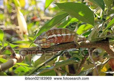 Stock Photo - Globe-horned Chameleon (Calumma globifer), male, foraging, Madagascar, Africa. Fotosearch