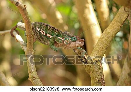 Globe-horned Chameleon (Calumma globifer), male, foraging, Madagascar, Africa View Large Photo Image Stock Photo - Globe-horned Chameleon (Calumma globifer), male, foraging, Madagascar, Africa. Fotosearch