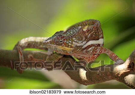 Globe-horned Chameleon (Calumma globifer), male, foraging, Madagascar, Africa View Large Photo Image Stock Photo - Globe-horned Chameleon (Calumma globifer), male, foraging, Madagascar, Africa. Fotosearch