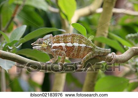 Globe-horned Chameleon (Calumma globifer), male, foraging, Madagascar, Africa View Large Photo Image Stock Photograph - Globe-horned Chameleon (Calumma globifer), male, foraging, Madagascar, Africa. Fotosearch