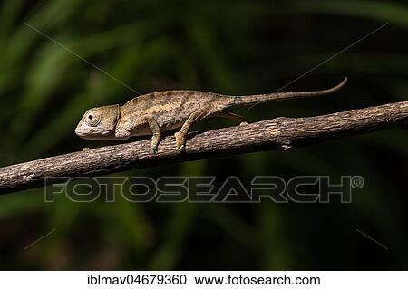 Stock Image - Globifer Chameleon (Calumma globiferum), young animal runs on branch, Mandraka Park, Madagascar, Africa. Fotosearch