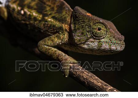 Globifer Chameleon (Calumma globiferum), male, animal portrait, Mandraka Park, Madagascar, Africa View Large Photo Image Stock Image - Globifer Chameleon (Calumma globiferum), male, animal portrait, Mandraka Park, Madagascar, Africa. Fotosearch