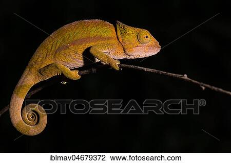 Stock Image - Globifer Chameleon (Calumma globiferum), male on a branch, Mandraka Park, Madagascar, Africa. Fotosearch