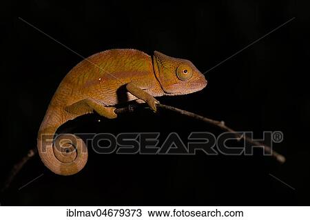 Stock Image - Globifer Chameleon (Calumma globiferum), male on a branch, Mandraka Park, Madagascar, Africa. Fotosearch