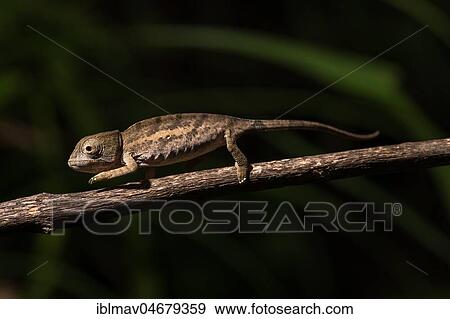 Globifer Chameleon (Calumma globiferum), young animal runs on branch, Mandraka Park, Madagascar, Africa View Large Photo Image Stock Photo - Globifer Chameleon (Calumma globiferum), young animal runs on branch, Mandraka Park, Madagascar, Africa. Fotosearch