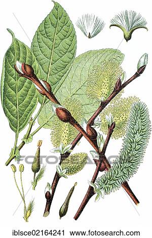 Goat willow (Salix caprea), medicinal plant, crop plant, chromolithography, about 1870 View Large Photo Image Stock Image - Goat willow (Salix caprea), medicinal plant, crop plant, chromolithography, about 1870. Fotosearch