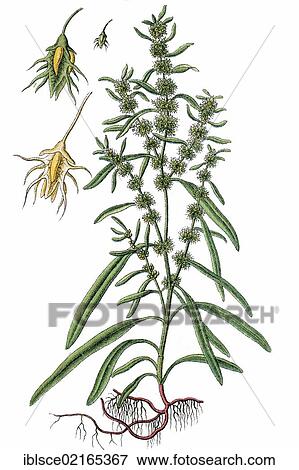 Golden Dock, Bristle Dock or Seashore Dock, sorrel (Rumex maritimus), medicnal and useful plant, chromolithograph, circa 1790 View Large Photo Image Stock Photo - Golden Dock, Bristle Dock or Seashore Dock, sorrel (Rumex maritimus), medicnal and useful plant, chromolithograph, circa 1790. Fotosearch