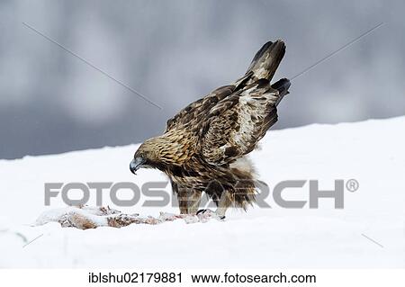 Stock Image - Golden Eagle (Aquila chrysaetos), at a bait site with prey, Sinite Kamani Nature Park, Bulgaria, Europe. Fotosearch