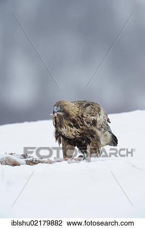 Golden Eagle (Aquila chrysaetos), eating at a bait site, Sinite Kamani Nature Park, Bulgaria, Europe View Large Photo Image Stock Image - Golden Eagle (Aquila chrysaetos), eating at a bait site, Sinite Kamani Nature Park, Bulgaria, Europe. Fotosearch
