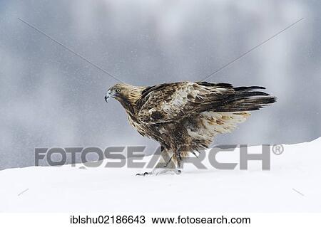 Golden Eagle (Aquila chrysaetos), during snowfall, Sinite Kamani Nature Park, Bulgaria, Europe View Large Photo Image Stock Image - Golden Eagle (Aquila chrysaetos), during snowfall, Sinite Kamani Nature Park, Bulgaria, Europe. Fotosearch
