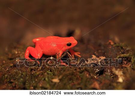 Golden Mantella Frog (Mantella aurantiaca), foraging, Madagascar, Africa View Large Photo Image Picture - Golden Mantella Frog (Mantella aurantiaca), foraging, Madagascar, Africa. Fotosearch