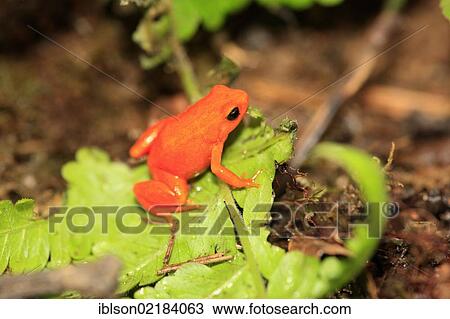 Stock Image - Golden Mantella Frog (Mantella aurantiaca), foraging, Madagascar, Africa. Fotosearch