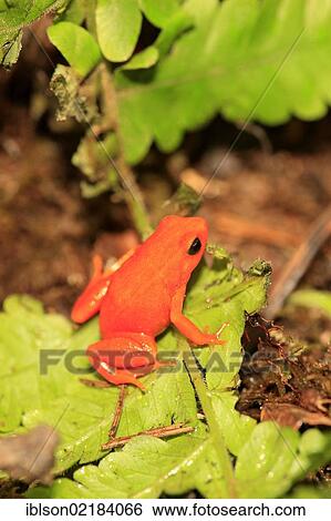 Golden Mantella Frog (Mantella aurantiaca), foraging, Madagascar, Africa View Large Photo Image Stock Photograph - Golden Mantella Frog (Mantella aurantiaca), foraging, Madagascar, Africa. Fotosearch
