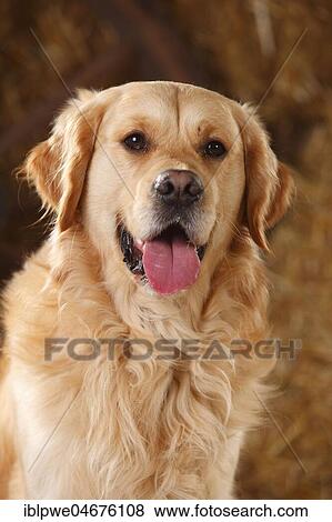 Stock Photo - Golden Retriever, male, animal portrait. Fotosearch